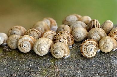 《太鼓达人 咚咚雷音祭》中文宣传片及TVCM公布 今日发售 