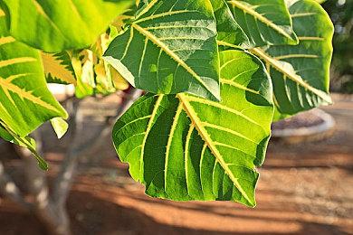 索尼福利 新购PS5主机玩家可免费获赠一款独占大作